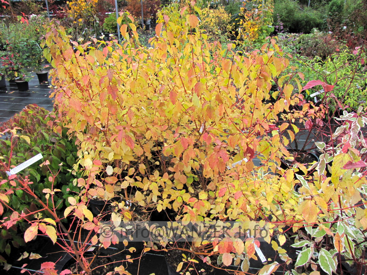 Cornus alba Winter Beauty - Herbst 05.JPG